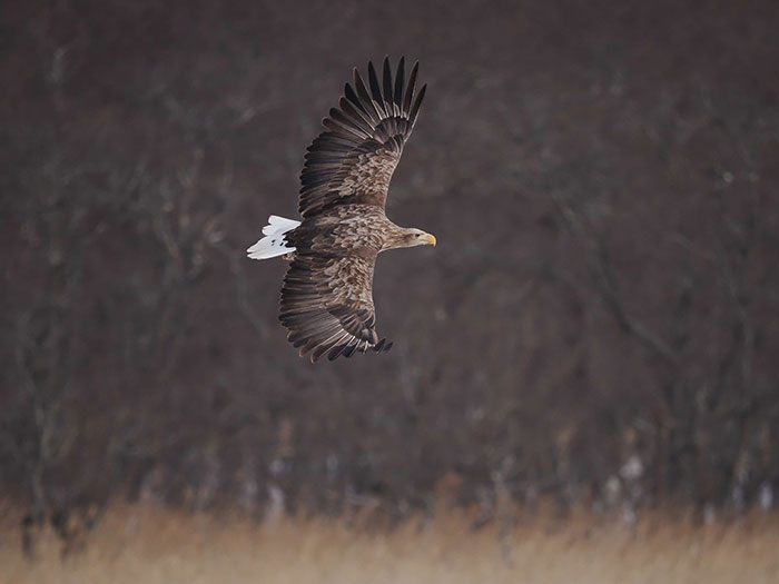 オジロワシの多くは冬鳥だが、近年、勇払原野では繁殖が確認されている（撮影地：根室）