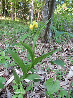 保全地に生育するキンラン（絶滅危惧Ⅱ類）