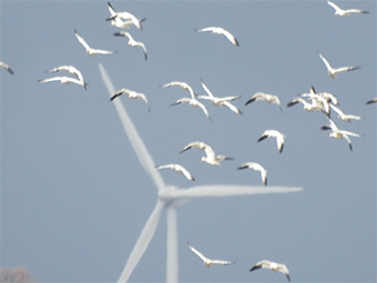 風車をバックにしたハクガン