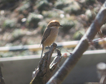 低木にとまるモズ（メス）