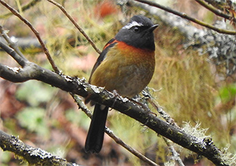 アリサンヒタキ