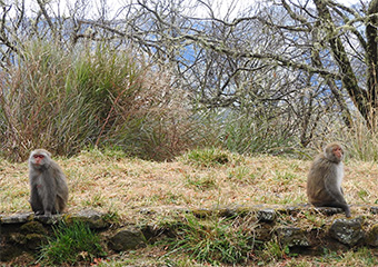 タイワンザル