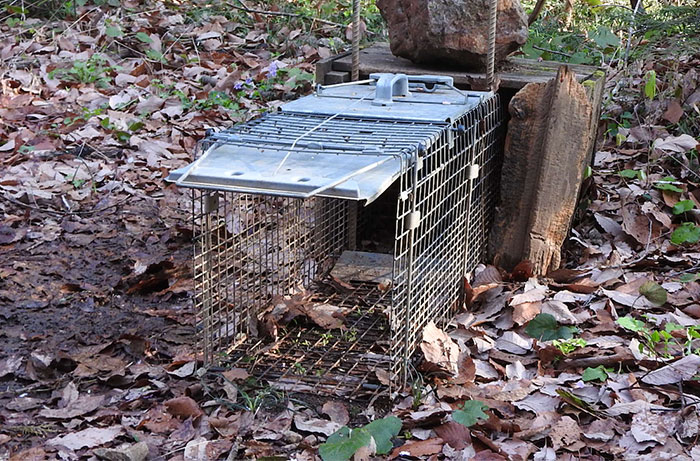 アライグマの罠