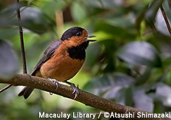 オーストンヤマガラ