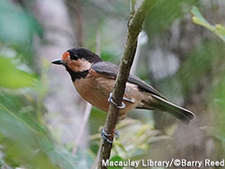 オリイヤマガラ