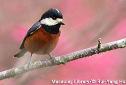 タイワンヤマガラ