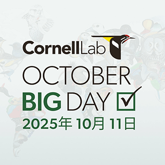 オクトーバー・ビッグ・デーのロゴ