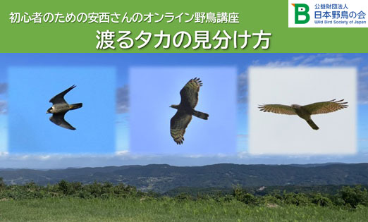 「初心者のための安西さんのオンライン野鳥講座」開催のご案内