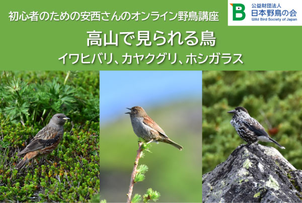 キビタキ、オオルリ、センダイムシクイ