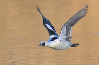 1月:ミコアイサ