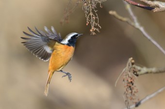2月:ジョウビタキ