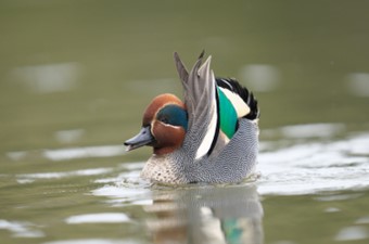 3月:コガモ