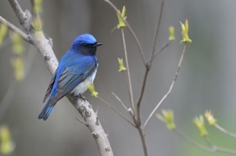 5月:オオルリ
