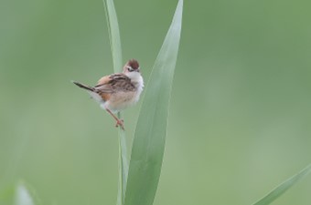 6月:セッカ