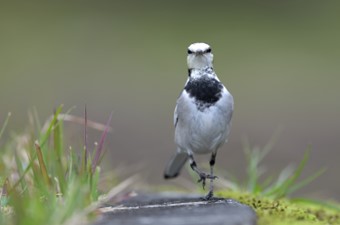 9月:ハクセキレイ