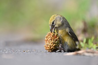 10月:イスカ