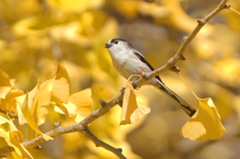 11月:エナガ