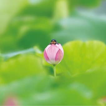 7月:ツバメ
