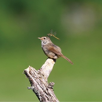 8月:ウグイス