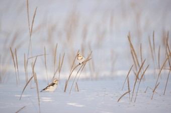 2月:ユキホオジロ