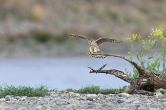 3月:コチョウゲンボウ