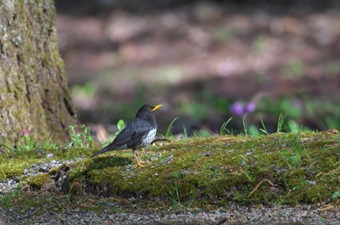 4月:クロツグミ