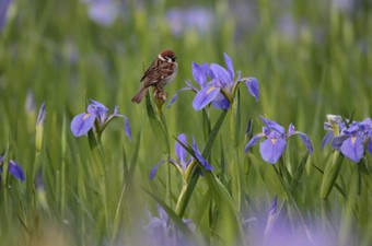 5月:スズメ