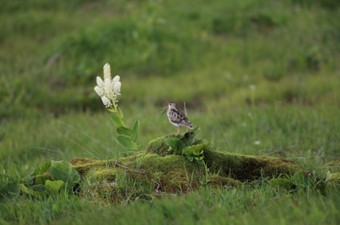 6月:オオジシギ