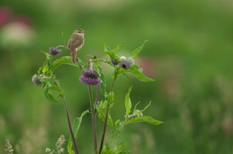 7月:コヨシキリ