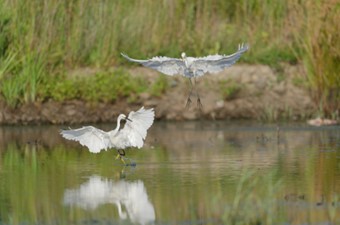 8月:チュウサギ、コサギ