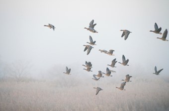 11月:マガン、シジュウカラガン