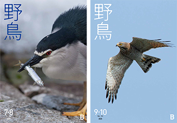 2025年野鳥誌