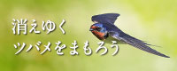 消えゆくツバメをまもろう
