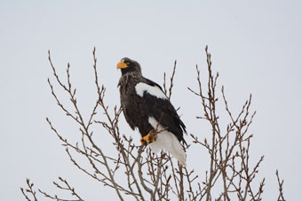 木にとまっているオオワシの成鳥
