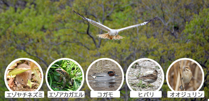 イメージ入る