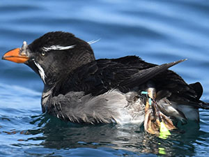 事例64. 釣り針が足に刺さりウキが巻き付いていたウトウ