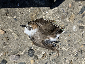 事例65. 釣り針を飲み込んでいたシロチドリの死体(1)