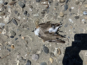 事例65. 釣り針を飲み込んでいたシロチドリの死体(2)