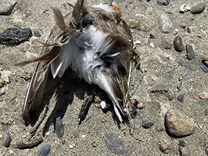 事例65.釣り針を飲み込んでいたシロチドリの死体(3)