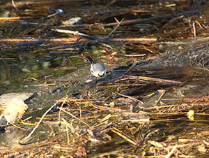 事例2. マイクロプラスチック類をついばむハクセキレイ(1)