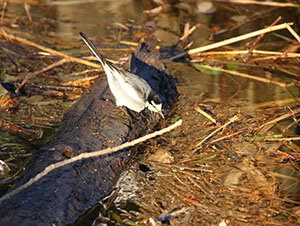 事例2. マイクロプラスチック類をついばむハクセキレイ(2)