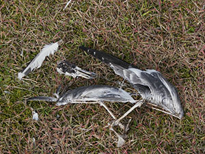 事例67. 釣り糸が絡まったウミネコの死体