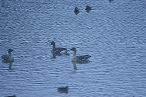 事例68. 首にビニール袋が巻き付いているヒシクイ