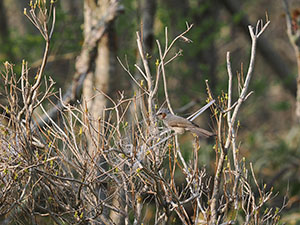 事例69. クビニールひもを巣材として利用するヒヨドリ