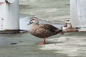 事例71. 頭とくちばしにプラスチック類が挟まったカルガモ