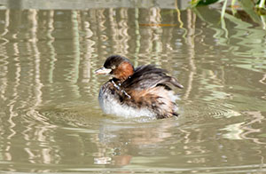 事例56. クチバシからオモリ付きの釣り糸をたらしたカイツブリ