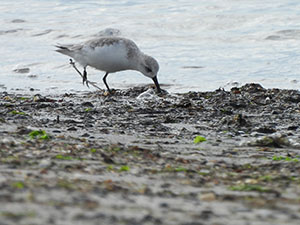 事例73. 脚にプラスチック類が絡まったミユビシギ