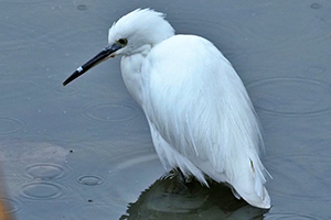 事例2. クチバシにストローのようなものがはまったコサギ（2）