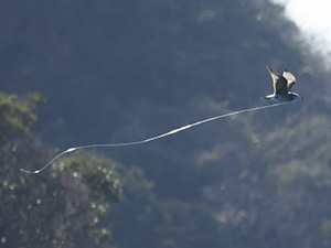事例80.釣り針を誤飲し、釣り糸を垂らして飛翔するウミネコ