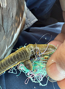 事例81. 足にルアーが刺さり、釣り糸が絡まって衰弱してしまったカンムリカイツブリ3